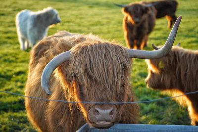 Close-up of cow on field