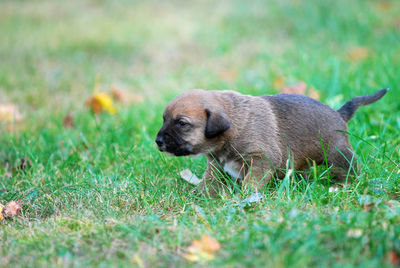 Portrait of a dog on field