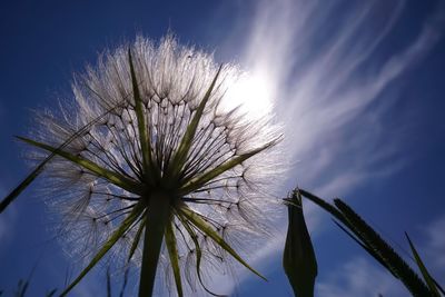 Low angle view of dandelion against sky