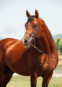 Brown horse standing against clear sky