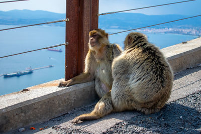 Close-up of monkey