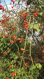 Low angle view of red flowers