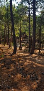 Trees in forest