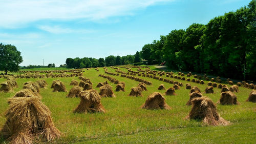 Panoramic view of agricultural field against sky