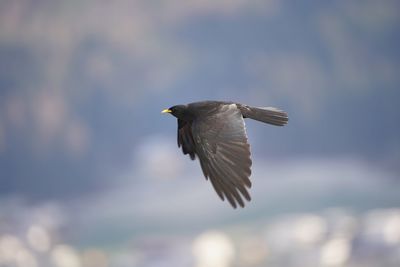 Low angle view of bird flying