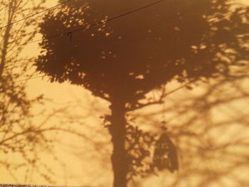 Close-up of silhouette tree during sunset