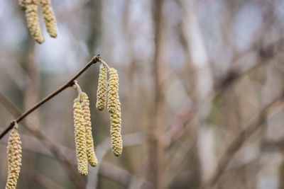 Close-up of flowers