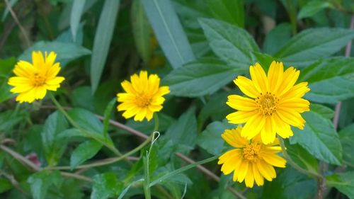 Close-up of yellow flower