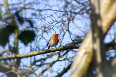 Low angle view of robin perching on branch