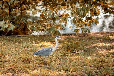 View of a bird on land