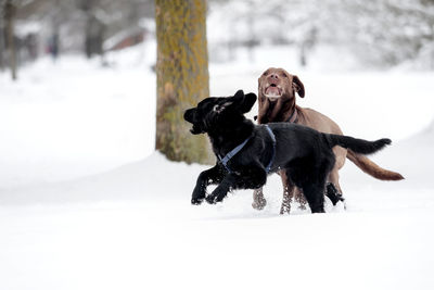 Dog running in snow