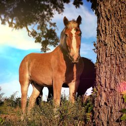 View of horses on landscape