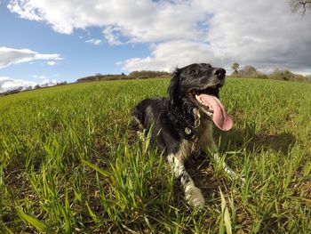 Dog on grassy field against sky