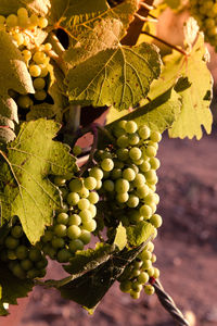 Close-up of grapes growing in vineyard