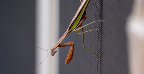 Close-up of insect on wall