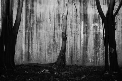 Trees against wall in forest