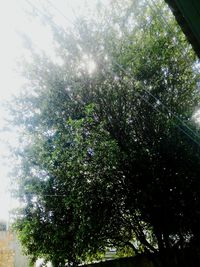 Low angle view of trees