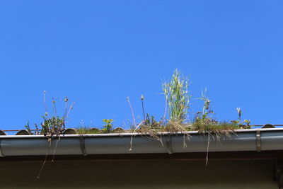 Plants and trees against clear blue sky