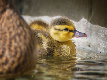 Close-up of a duck in a water