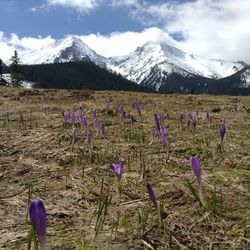 Purple crocus flowers on field against mountains