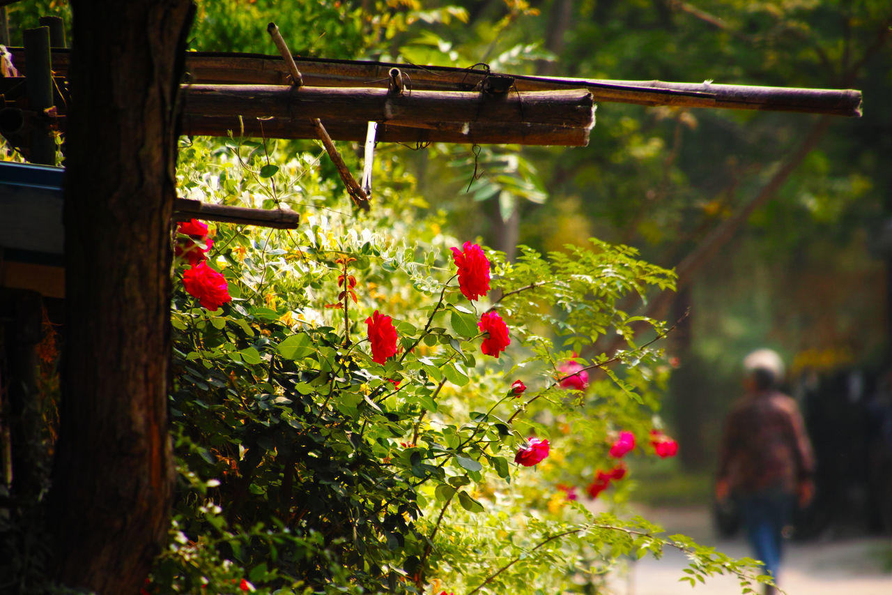 CLOSE-UP OF RED FLOWERING PLANTS