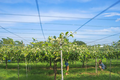 Scenic view of agricultural field against sky