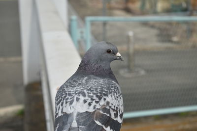 Pigeons resting on the parapet of a bridge