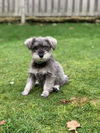Portrait of dog on field