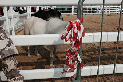 Horse standing outdoors