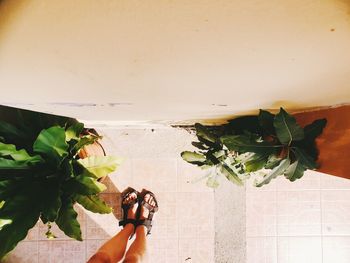 Low section of person standing on potted plant