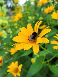 Close-up of insect on yellow flower