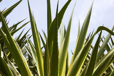 Close-up of wheat growing on field