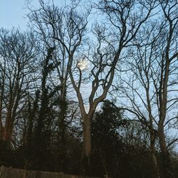 Low angle view of bare trees against sky