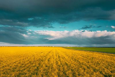 Scenic view of oilseed rape field against sky