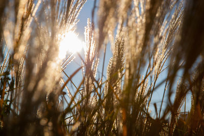 Close-up of wheat crops against sky
