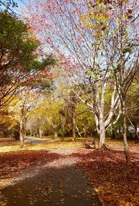 Trees in park