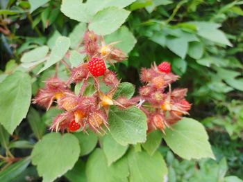 Close-up of red flowering plant