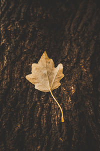 Close-up of maple leaf on tree