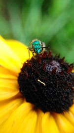 Close-up of bee on yellow flower