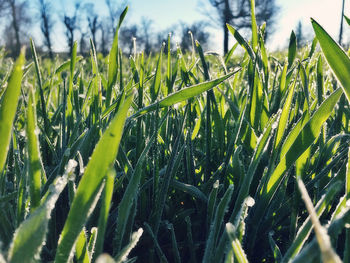 Close-up of fresh green plants on field against sky