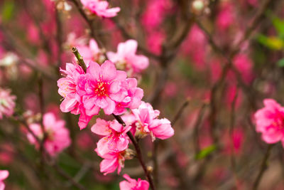 Close-up of pink flower