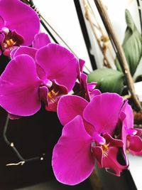 Close-up of pink flowers blooming outdoors