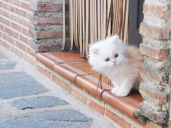 White cat looking through window