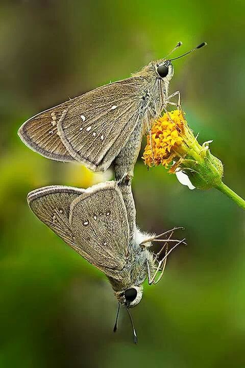 animal themes, animals in the wild, one animal, wildlife, focus on foreground, perching, insect, close-up, bird, full length, animal wing, side view, nature, dragonfly, butterfly - insect, butterfly, day, zoology, two animals, spread wings