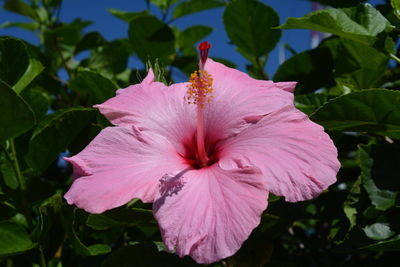 Close-up of pink flower blooming outdoors