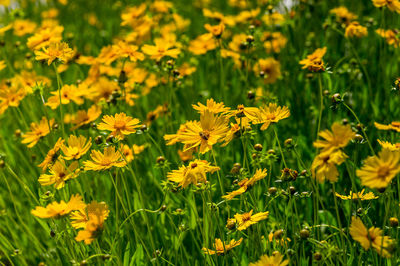 Close-up of yellow flowering plants on field