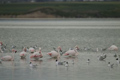 Birds in lake