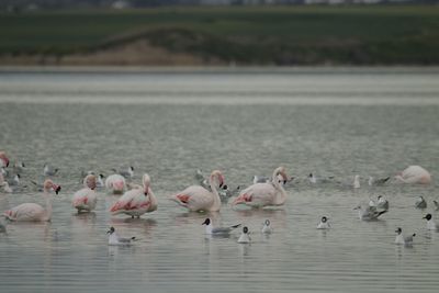 Flamingo birds in salt lake