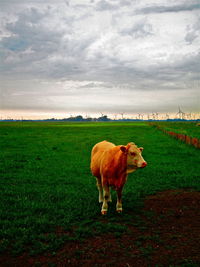 Cow in a field