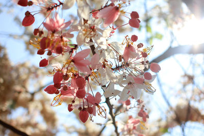 Low angle view of cherry blossoms in spring